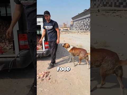 This dog just wanted some love ❤️🥲