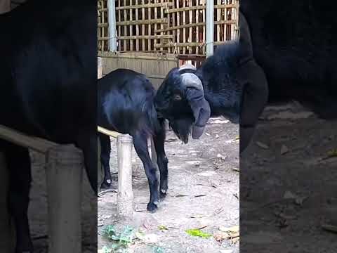 The two goats do beautiful amazing stunts that we enjoy Episode :397