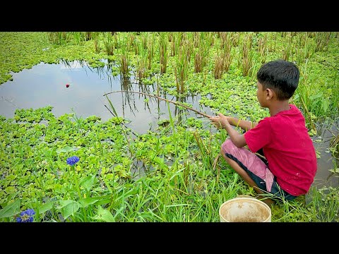Best Fishing Video 🎣🐟 Fishing With Hook ~ Catching Koi Fish Hunting in the Rice Field (Part-724)