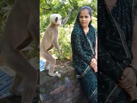 लंगूर जी मस्ती कर रहे हैं🙏🚩 Jay Shri Ram #viral🚩🚩 #shorts #monkey