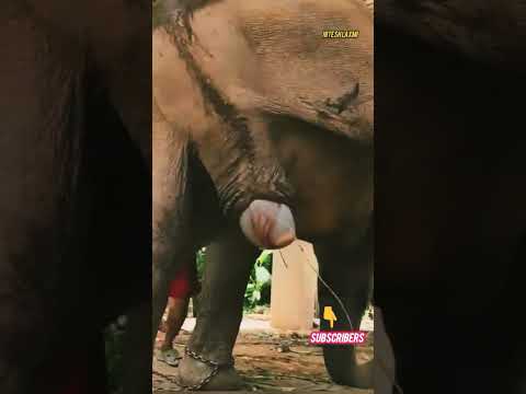 Elephant in pain while giving birth to a baby #viral # short video # Nitesh Laxmi #wildlife
