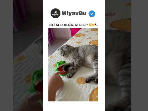Biri ALFA Kedimi Mİ DEDİ? 😼 #kedi #catshorts #cat #cats #kedishorts #kediler #kedivideoları #shorts