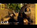 Congo Basin Bais and Elephant Behavior