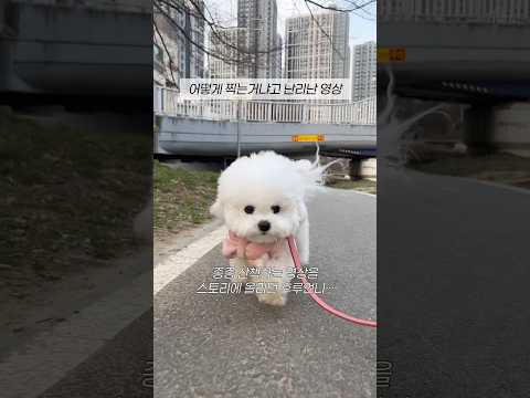 강아지 산책 영상 이렇게 찍으시면 됩니다