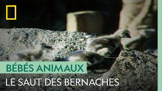Des oisillons sautent d'une falaise de 90 mètres