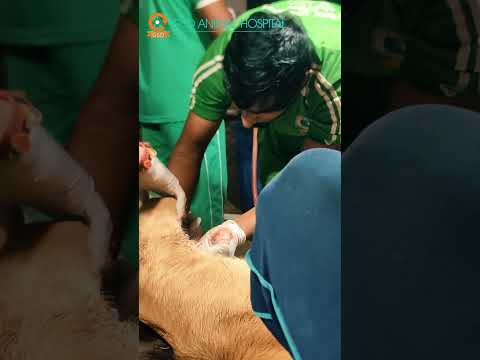 नील गाय के बच्चे पर कुत्तों ने किया हमला।