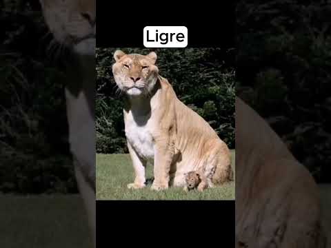 Come sono gli animali ibridi #shorts