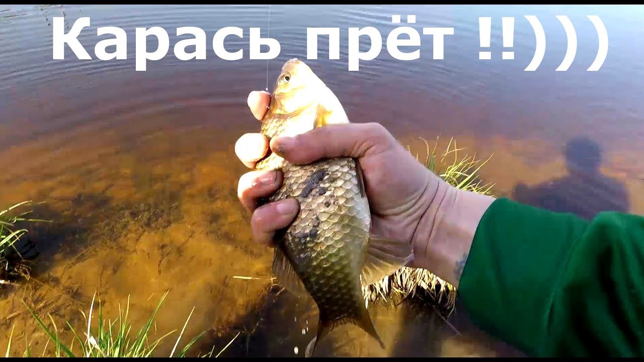 Карась прёт по полной. Карась на поплавок