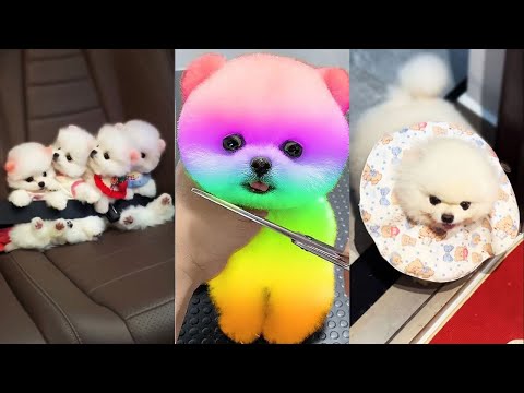 The Cutest Mini Pomeranians in the World 😍 Chó Phốc Sóc Mini Dễ Thương Nhất Thế Giới 🐾 #560