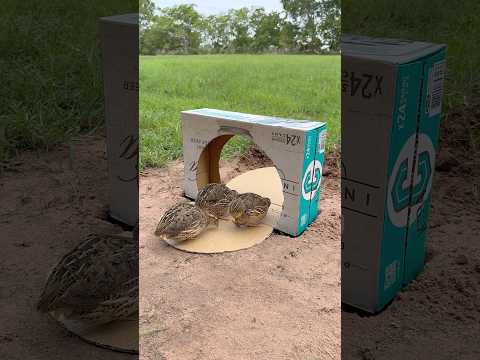 Creativity Quick Quail Trap Using Cardboard Box #shorts