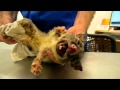 Wildlife Rescue and Rehabilitation