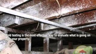 Mold: Who is at Highest Risk?