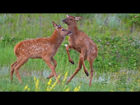 Well Fed Spring Elk Calves are Looking Great