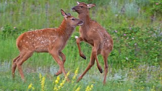 Well Fed Spring Elk Calves are Looking Great