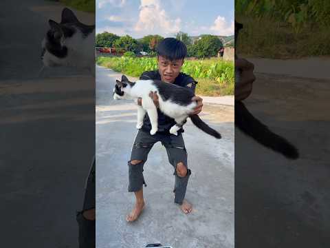 Please adopt this cat ❤️🐈 #cat #catlover #foryou #pets #cute #shorts