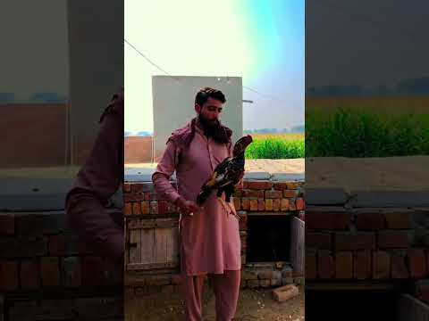#aseel #aseelmurga #shidumoosewala #bobbyjutt88 #murga #chotadon #chicken