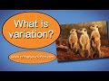 Understanding Evolution: Variation and Natural Selection