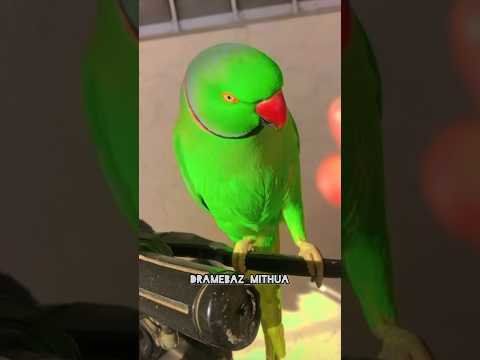 #viralvideo #funny #talkingparot #comedy #youtube #shorts