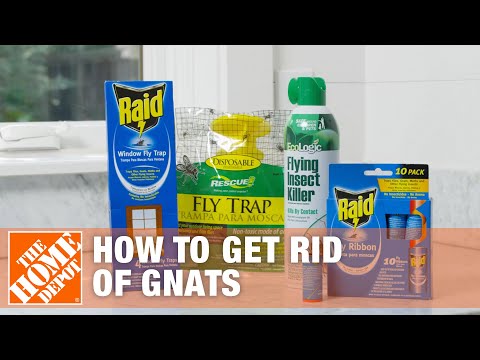 How to Get Rid of Gnats