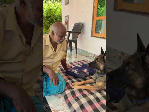 ഇനി ഇതേ ഉള്ളു വഴി 😂|HYPNOTISM #pet #chottuz #belgiummalinois