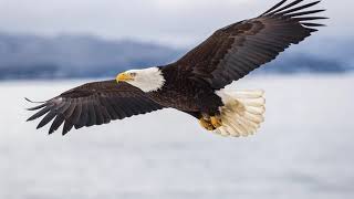 David Gaschen performs On Eagles Wings June 21, 2020