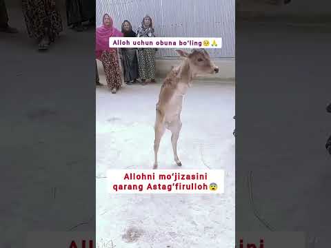 Alloh uchun obuna boʻling🥹🙏 #allah #akbar