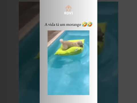#cães #pets #dogs #goldenretriever #comedia #engraçado #memes #humor #viral #shorts