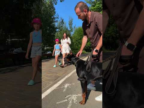 Как быть тогда ? 🗿 #dog #собака #собаки #доберман