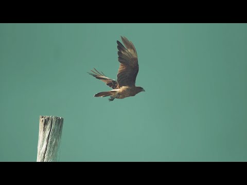 Coldplay O Fly On Extended - BEAUTIFUL BIRDS FLYING VIDEO