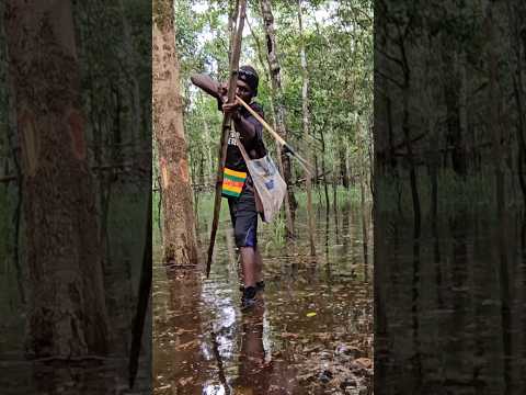 Archery fish and the sound of birds of paradise