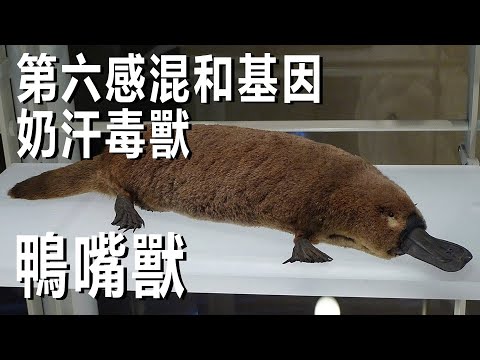 有第六感的混和基因奶汗毒獸~鴨嘴獸 - YouTube(4分23秒)