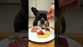 video funny cute dog eating food