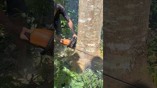 Skill cutting down tree #shorts