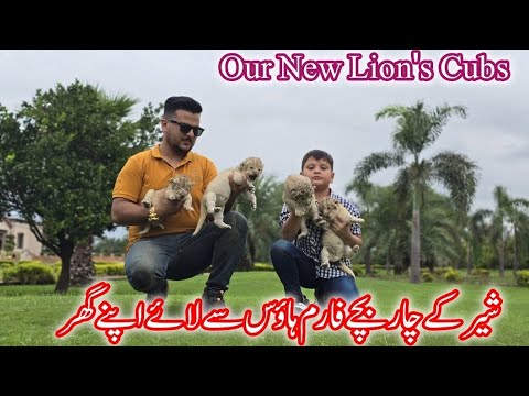 Four tiger cubs shifted to home from the farm house | Azan Butt Tiger