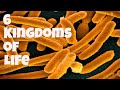 Classification of Living Organisms