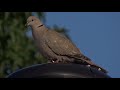 Understanding Rooster Crows