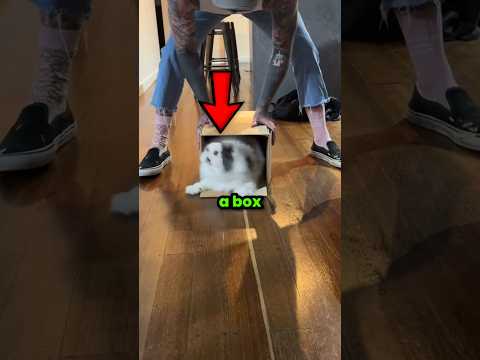Cats Can't Resist a Box ð