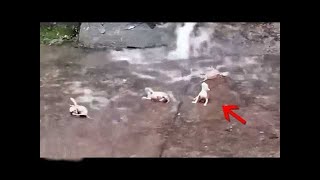 ¡TOTALMENTE EXTRAÑO! | Casos Sorprendentes De Animales Capturados En Cámara #animales