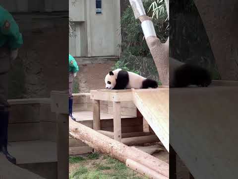 来这吸熊猫 # 不止我一个想rua大熊猫 # 萌到爆炸了? # 国宝不愧是国宝 # 阔爱炸了