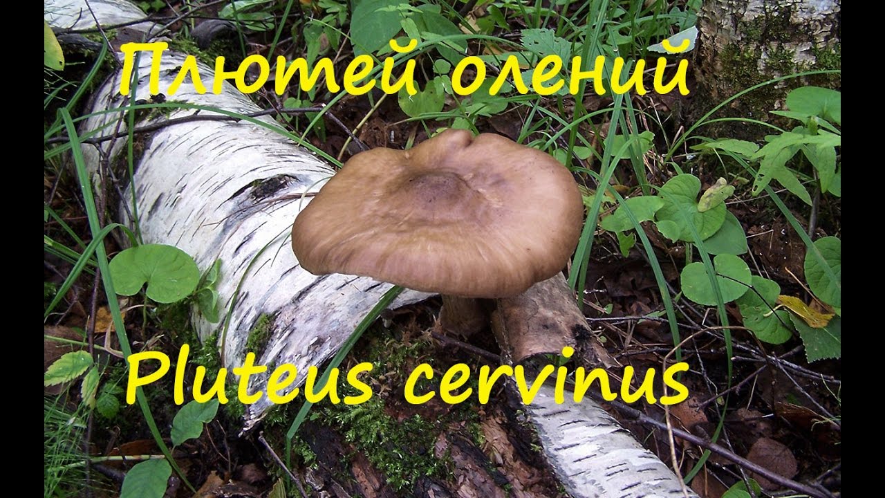 Плютей олений - гриб на гнилушках