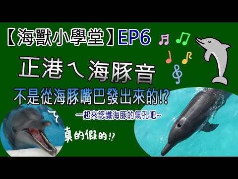 【海獸小學堂】EP6 正港ㄟ海豚音 不是從海豚嘴巴發出來的!? - YouTube(3分08秒)