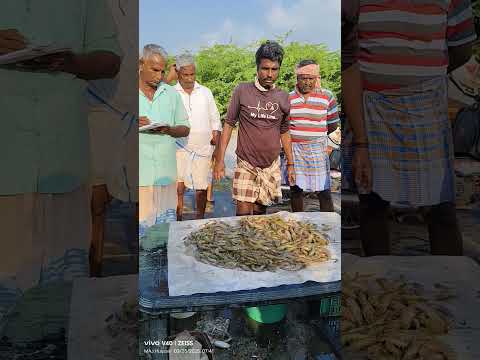 இறால் ஏலம் 🐟🐠🐠🦐🦐🦑#seafoodprep #seafood #fishing #fish #food #streetfood #seafoods #thala #thalapathy