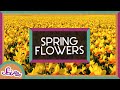 Understanding Daffodils and Bulbs