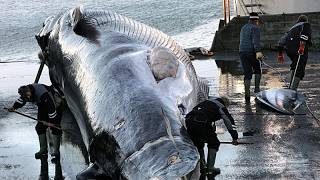 YouTube video thumbnail: Iceland Orders Expulsion and re-Entry ban on 21 Anti-Whaling Activists, Police say