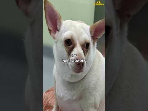 LA DESECHARON POR SOBREPESO Y QUERรAN DORMIRLA | Tu Amigo Fiel