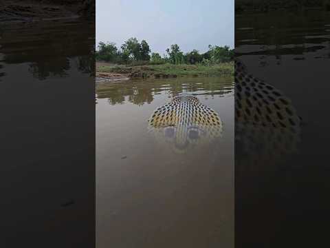 पानी में अद्भुत नाग का दर्शन 🌺🐍❤️ Amazing Cobra Snake in water #sarprakshak #shorts #nagin #youtube