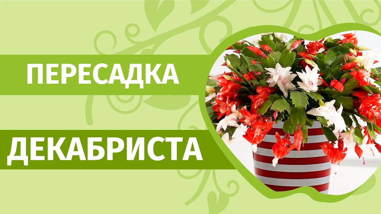 Обильное цветение Декабриста гарантировано! Как пересадить кактус Декабрист.
