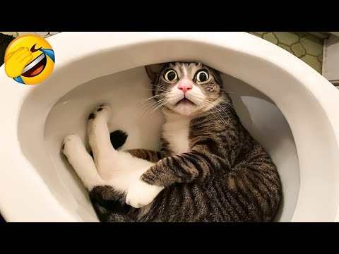 New Funny Animals 2023 🤣😍 Funniest Cats and Dogs Videos 😸🐶 Part 2