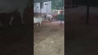 VID 20260724