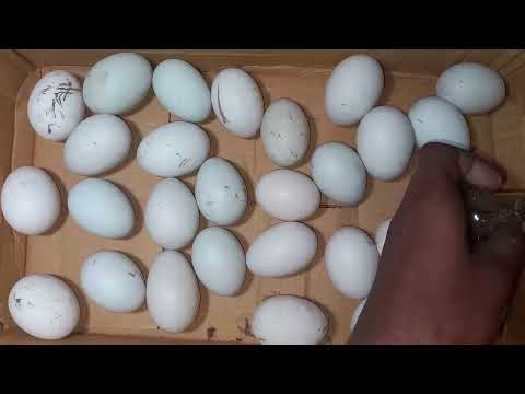 Home made Egg Incubator Very Easily | How To Make An Incubator Duck Eggs !